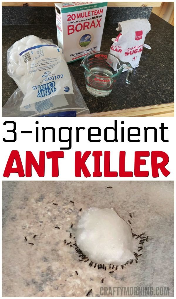 How Do You Make Homemade Ant Killer? 7 Simple DIY Methods That Work