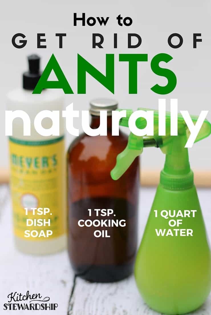 What Is a Natural Ant Killer? Safe and Effective Ways to Get Rid of Ants