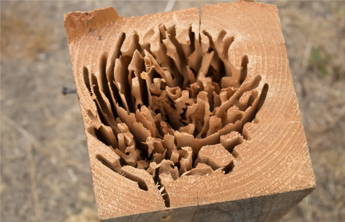 carpenter ant colony architecture