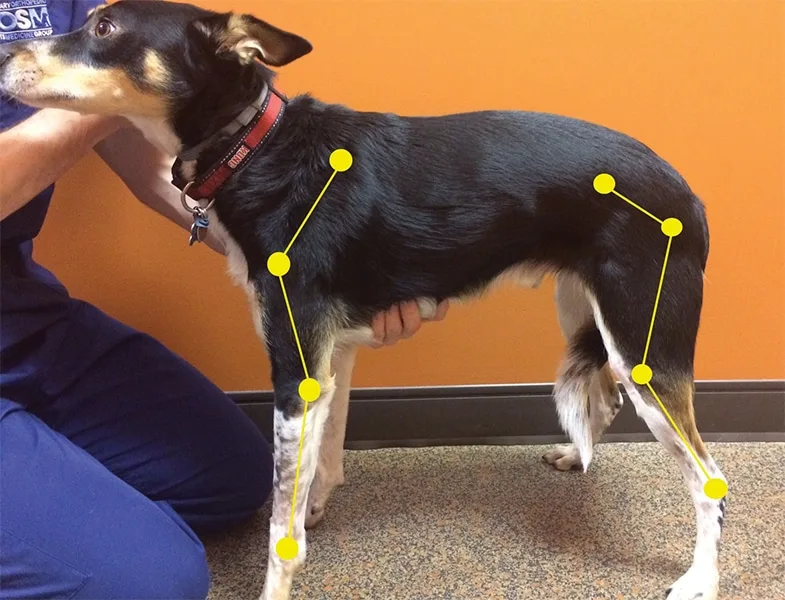 fipronil dog seizure ataxia signs