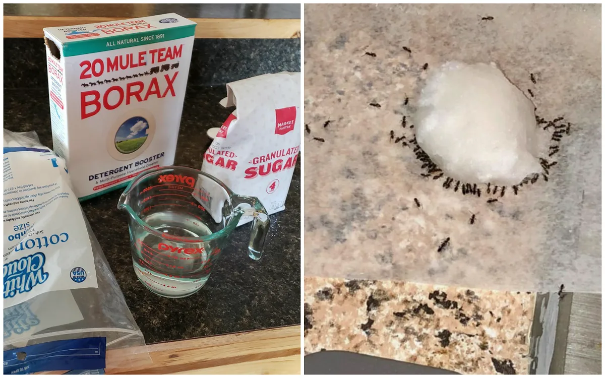 how to make borax ant killer