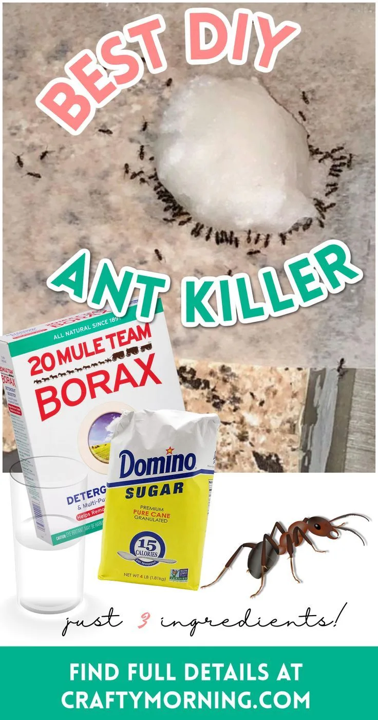 is borax a good ant killer