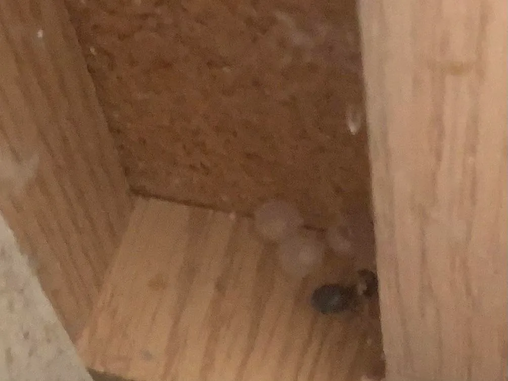 spider-egg-sac identification