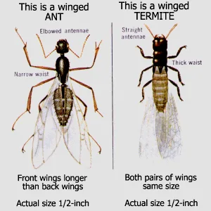 termite alate vs winged ant