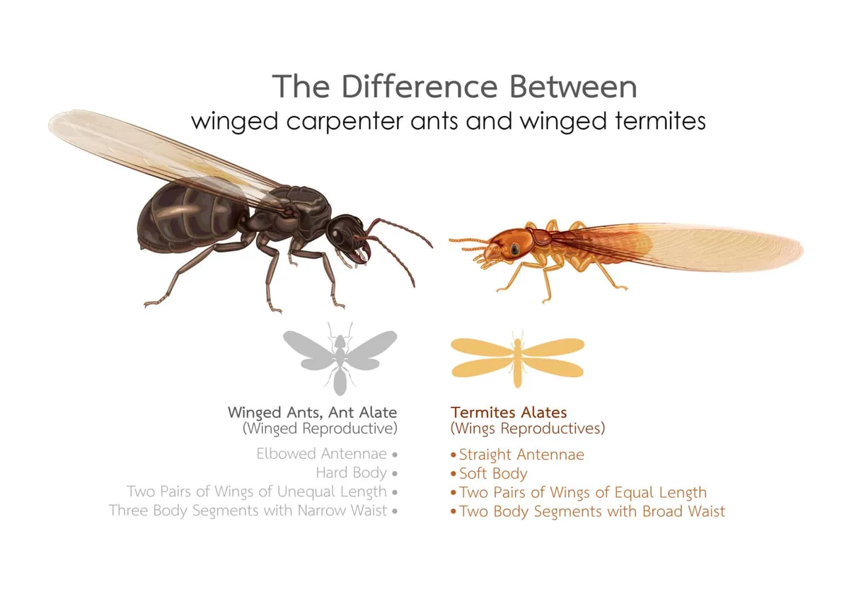 termite vs carpenter ant identification