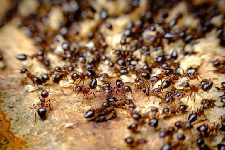 will ant killer kill spiders
