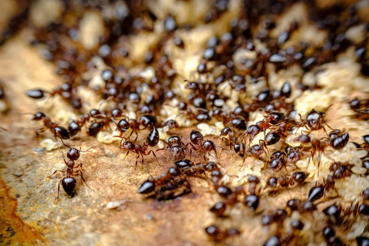 will ant killer kill spiders