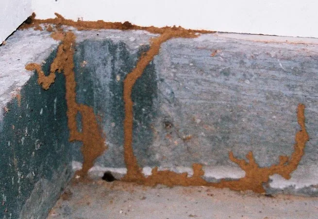 will ant killer kill termites